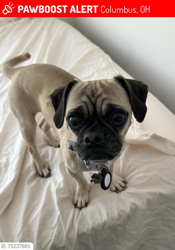 Lost Female Dog last seen Orleans apmt complex, Columbus, OH 43221