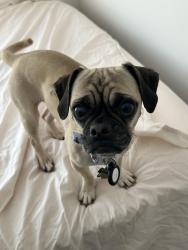 Lost Female Dog last seen Orleans apmt complex, Columbus, OH 43221