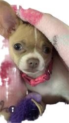 Lost Female Dog last seen Cambridge Street, LaPlace, LA 70068