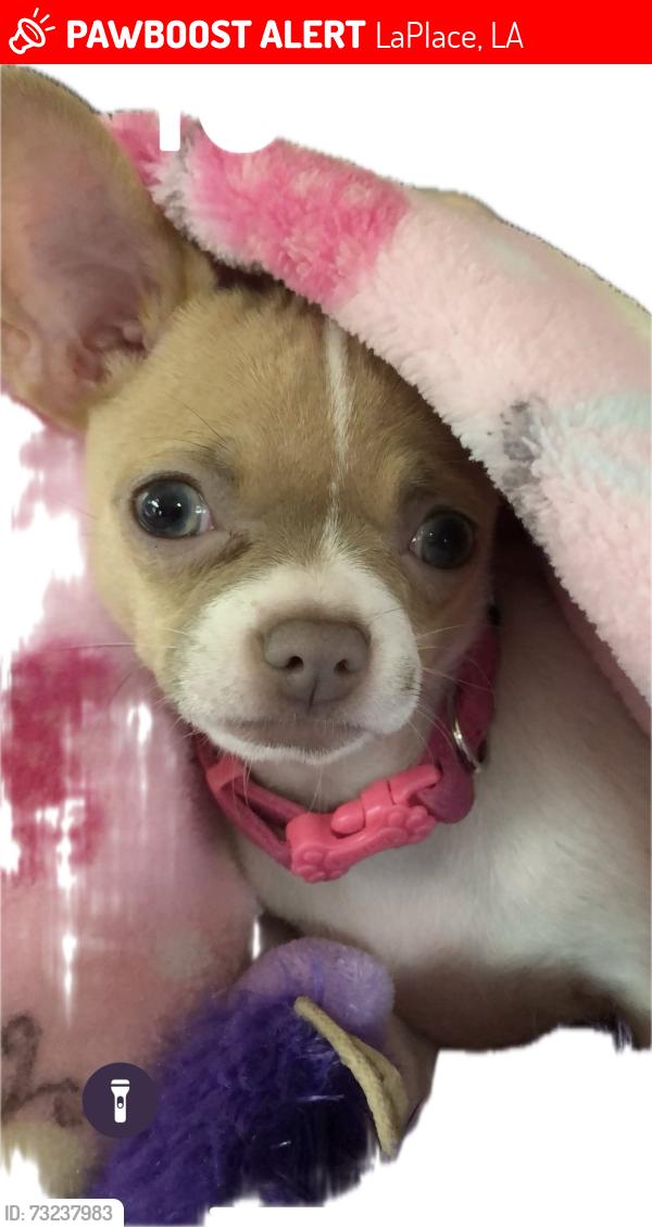 Lost Female Dog last seen Cambridge Street, LaPlace, LA 70068