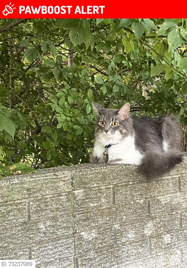 Lost Female Cat last seen 15 mile & harper, Clinton Township, MI 48035