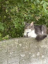 Lost Female Cat last seen 15 mile & harper, Clinton Township, MI 48035