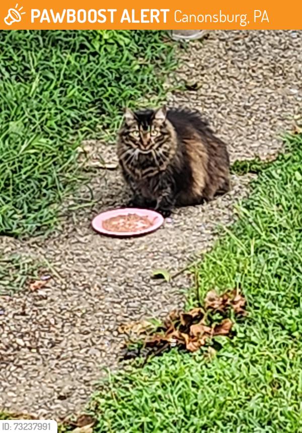 Found/Stray Female Cat last seen Grace street and Locust Alley, Canonsburg, PA 15317