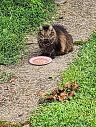 Found/Stray Female Cat last seen Grace street and Locust Alley, Canonsburg, PA 15317