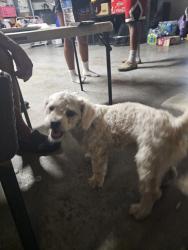Found/Stray Male Dog last seen Cypress and Miller, Fontana, CA 92336