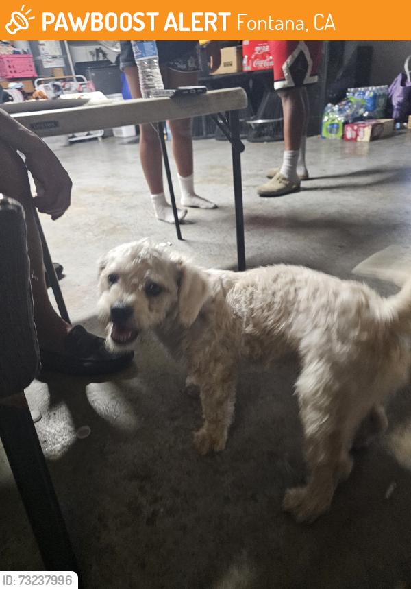 Found/Stray Male Dog last seen Cypress and Miller, Fontana, CA 92336
