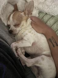 Lost Female Dog last seen 32nd street and thunderbird, Phoenix, AZ 85032