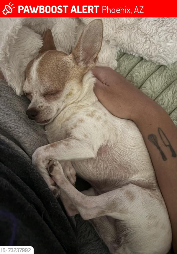 Lost Female Dog last seen 32nd street and thunderbird, Phoenix, AZ 85032