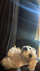 Reunited Male Dog last seen Drawbridge apmts on Union lake rd, Harrison Township, MI 48045