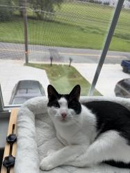 Reunited Male Cat last seen Near 17th street NW, Hickory, NC 28601