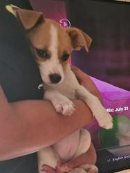 Reunited Female Dog last seen Eastwood, El Paso, TX 79925