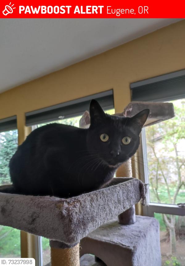 Lost Female Cat last seen Harris and Kincaid, Eugene, OR 97405