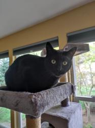 Lost Female Cat last seen Harris and Kincaid, Eugene, OR 97405