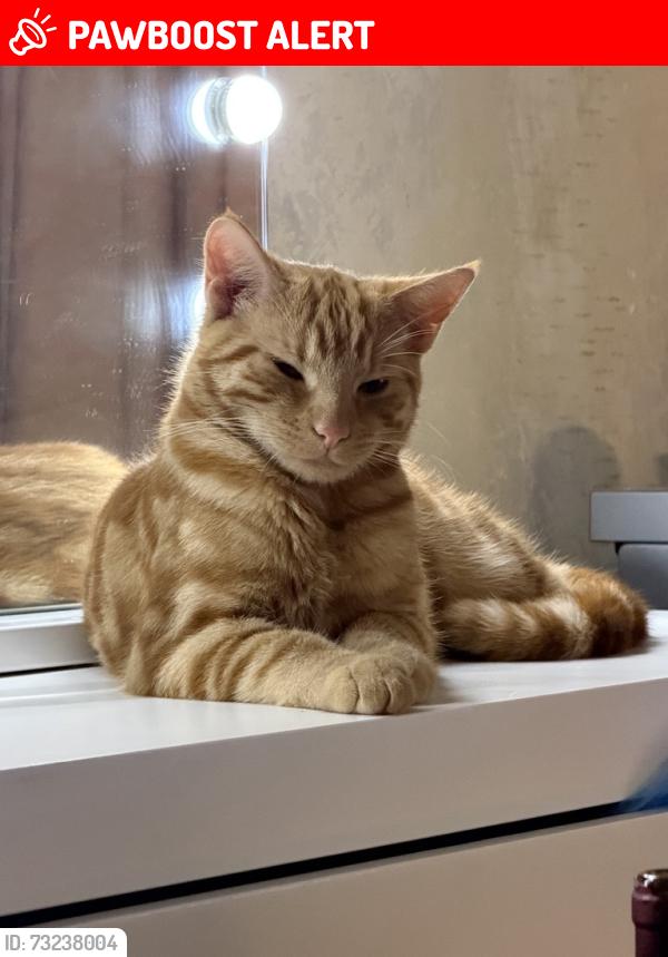 Lost Male Cat last seen Epping Fields, Essex, England CM16 5DU