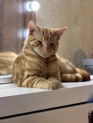Lost Male Cat last seen Epping Fields, Essex, England CM16 5DU