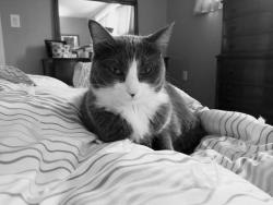Lost Female Cat last seen Bitner Road, Park City, UT 84098