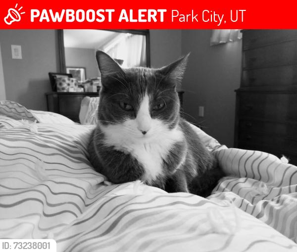 Lost Female Cat last seen Bitner Road, Park City, UT 84098