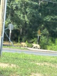 Found/Stray Unknown Dog last seen Messer rd bunnlevel, Bunnlevel, NC 28323