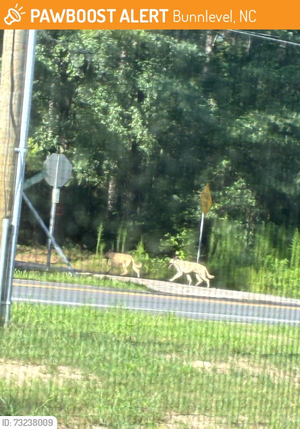 Found/Stray Unknown Dog last seen Messer rd bunnlevel, Bunnlevel, NC 28323