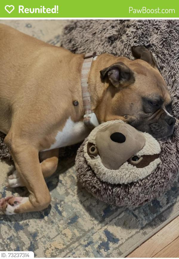 Reunited Female Dog last seen Due West Rd and Antioch Rd, Kennesaw, GA 30152
