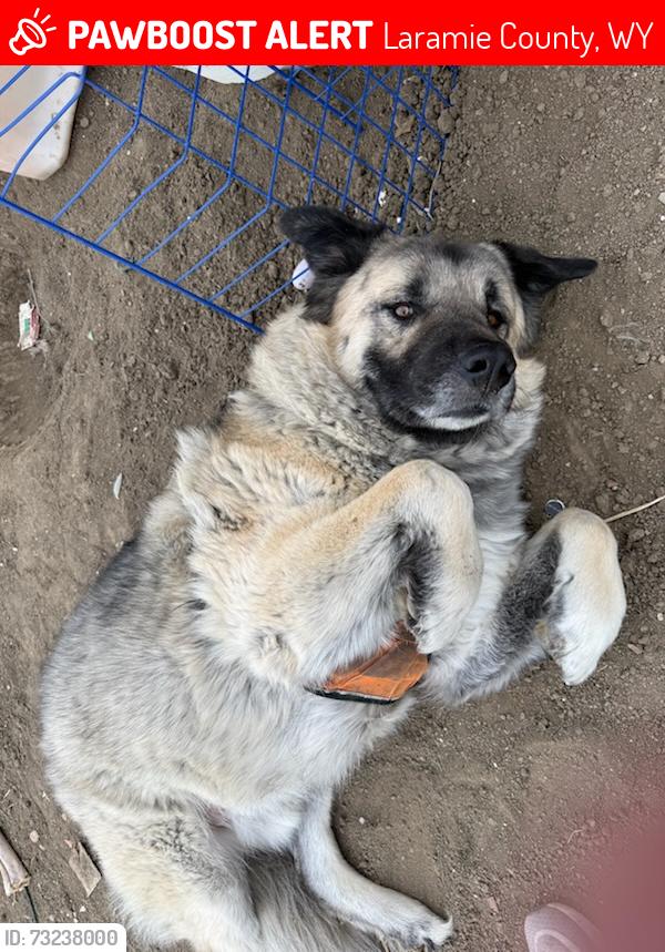 Lost Male Dog last seen Whitney rd and Pershing, Laramie County, WY 82001
