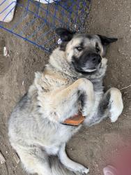 Lost Male Dog last seen Whitney rd and Pershing, Laramie County, WY 82001