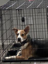 Found/Stray Male Dog last seen 50th and Hammond ave, Warr Acres, OK 73122