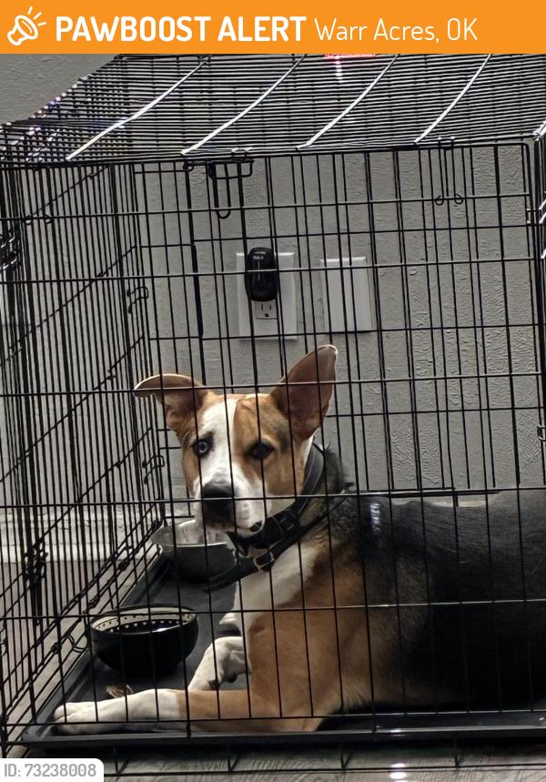 Found/Stray Male Dog last seen 50th and Hammond ave, Warr Acres, OK 73122