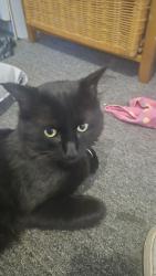 Reunited Male Cat last seen Near 88st Fort Saskatchewan, AB, Fort Saskatchewan, AB T8L 1H3