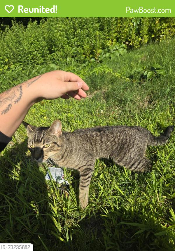 Reunited Unknown Cat last seen Greenwood st, Worcester, MA 01607