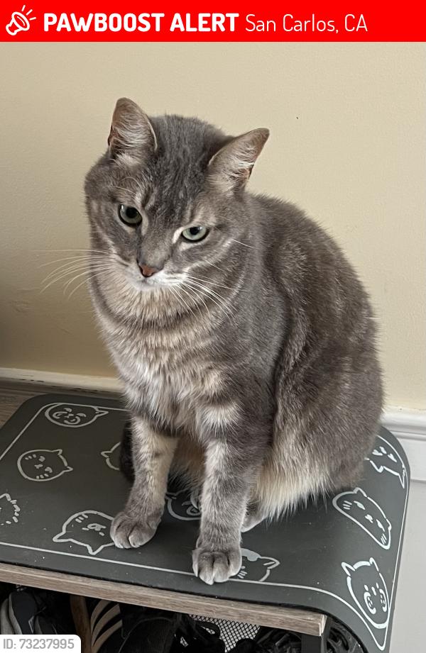 Lost Male Cat last seen Elm and Magnolia, San Carlos, CA 94070