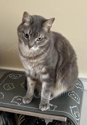 Lost Male Cat last seen Elm and Magnolia, San Carlos, CA 94070