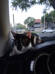 Found/Stray Male Cat last seen Streeter, Riverside, CA 92503