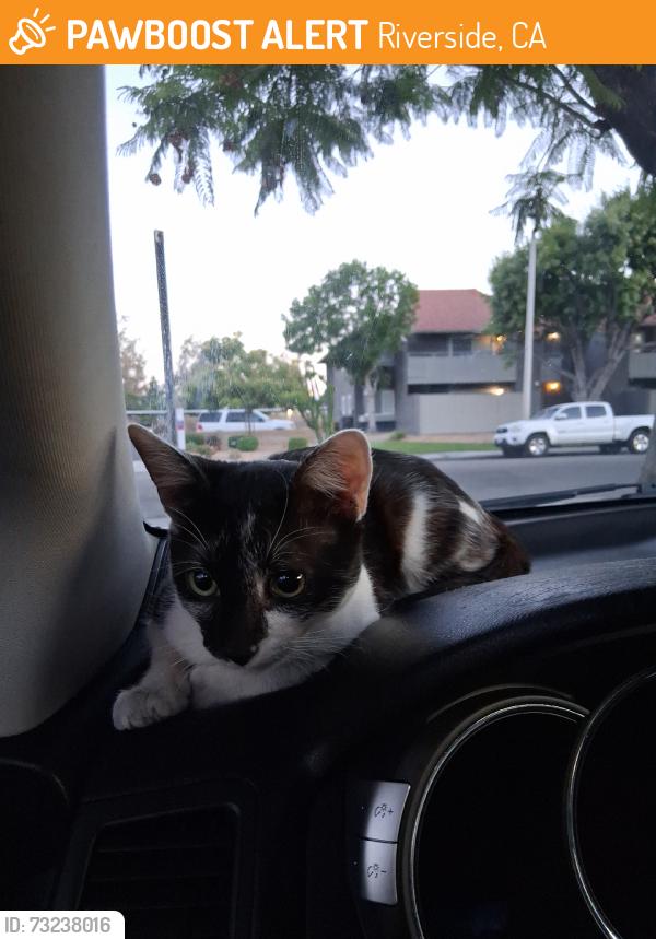Found/Stray Male Cat last seen Streeter, Riverside, CA 92503