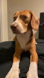 Reunited Male Dog last seen Jonesboro rd, McDonough, GA 30253