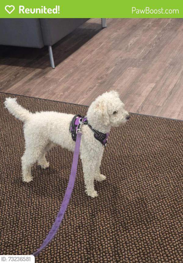 Reunited Male Dog last seen Northwood Cemetery, Philadelphia, PA 19145