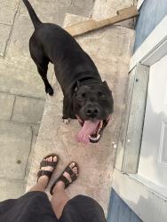 Found/Stray Male Dog last seen Near Strum Ave, Indianapolis, IN 46201