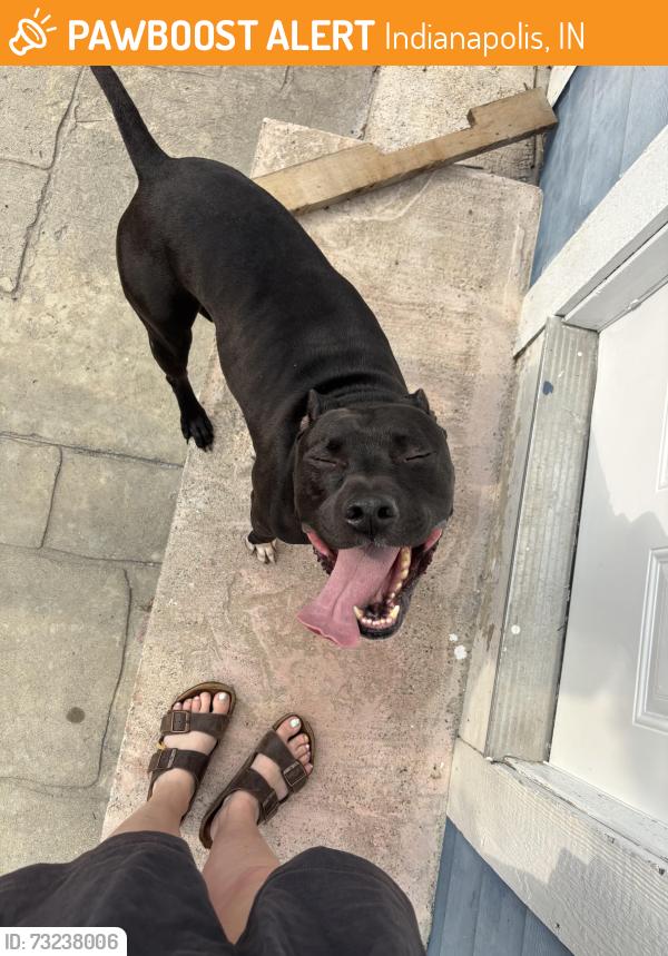 Found/Stray Male Dog last seen Near Strum Ave, Indianapolis, IN 46201