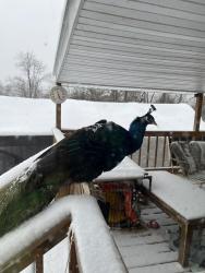 Lost Male Bird last seen Main Street Hubbard ohio, Hubbard, OH 44425