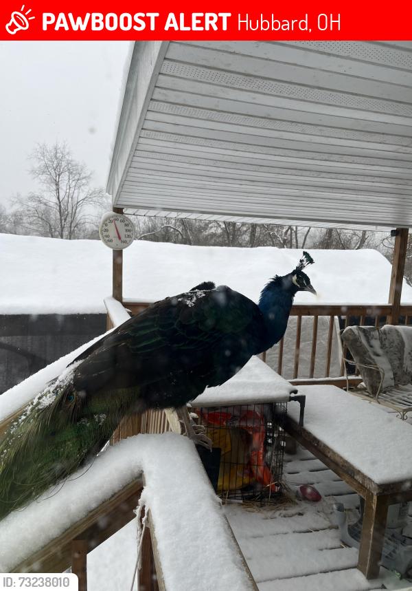 Lost Male Bird last seen Main Street Hubbard ohio, Hubbard, OH 44425