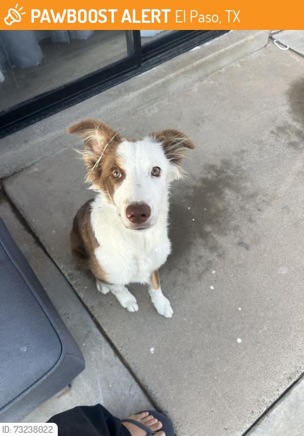 Found/Stray Male Dog last seen Montwood high school, El Paso, TX 79936