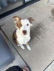Found/Stray Male Dog last seen Montwood high school, El Paso, TX 79936