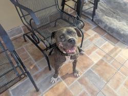 Reunited Male Dog last seen Colonial Drive Park, Palmetto Estates, FL 33157