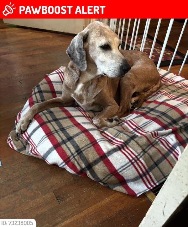 Lost Female Dog last seen Zimmerman Lake Rd/Stone Station Rd, Spartanburg County, SC 29306