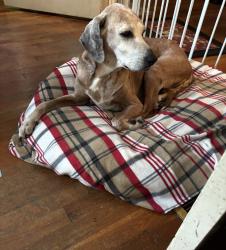 Lost Female Dog last seen Zimmerman Lake Rd/Stone Station Rd, Spartanburg County, SC 29306