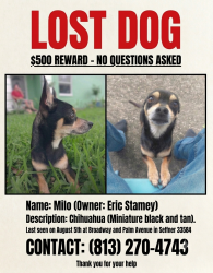 Lost Male Dog last seen Broadway and Palm Avenue, Seffner, FL 33584