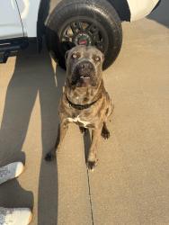 Found/Stray Male Dog last seen 91st and Lynn Lane, Broken Arrow, OK 74012