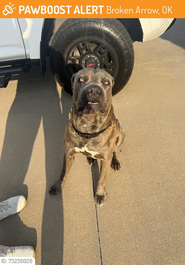 Found/Stray Male Dog last seen 91st and Lynn Lane, Broken Arrow, OK 74012