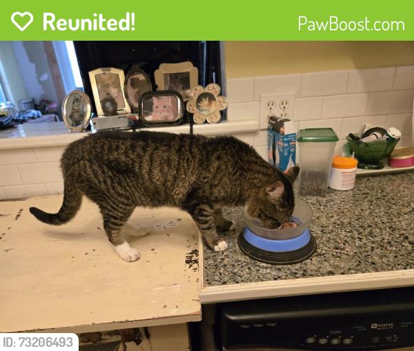 Reunited Female Cat last seen Near Penn Street, West Palm Beach, Fl 33401, West Palm Beach, FL 33401