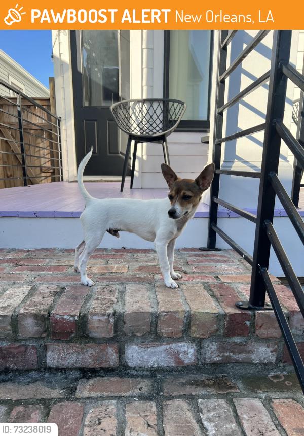 Found/Stray Male Dog last seen Costco, New Orleans, LA 70112